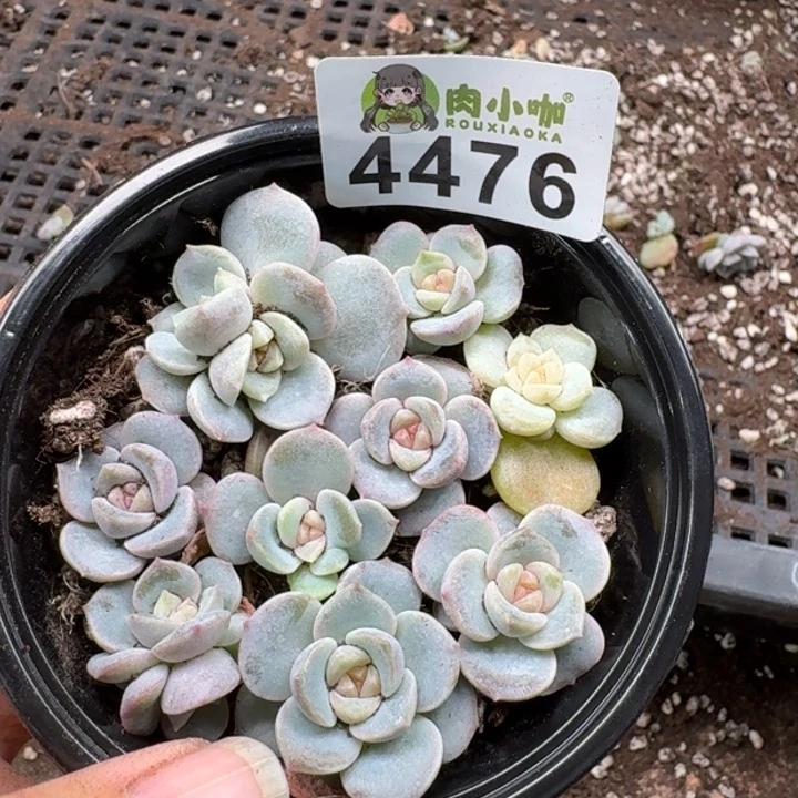 多肉植物多肉植物