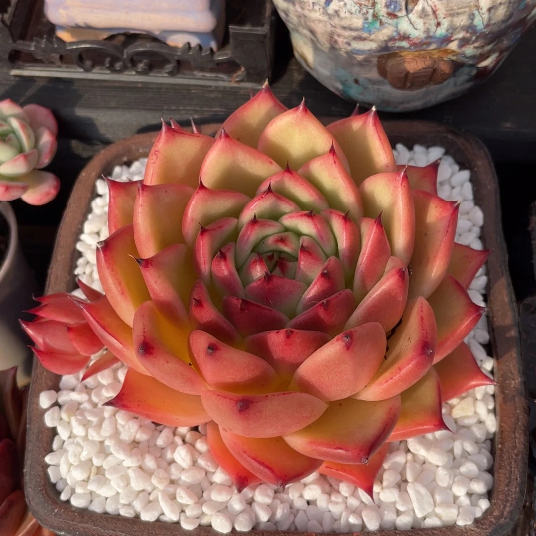 多肉植物盆栽多肉30