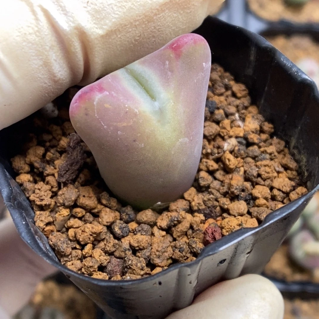 多肉植物肉锥杂交K-083 大嘴将