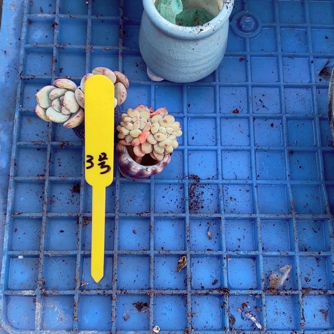 植*3号的肉肉肉肉肉肉