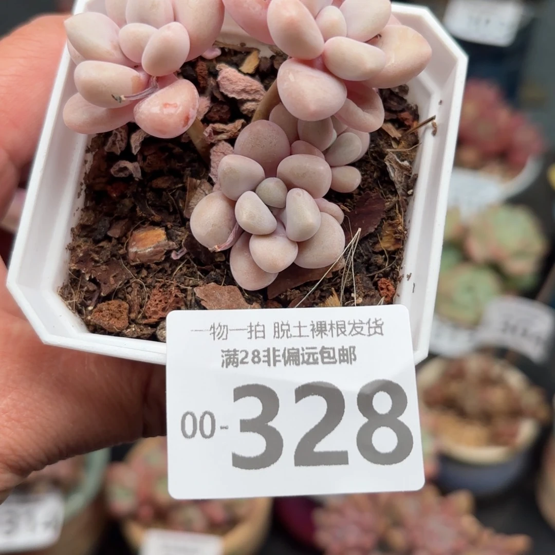 艾伦多多肉多肉多肉