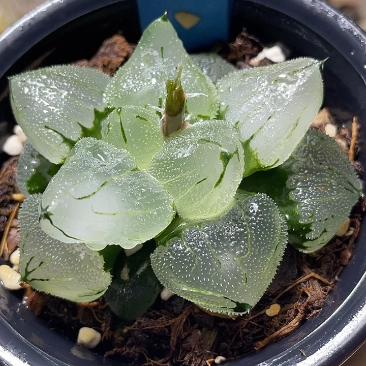 546巨大化冰玉鸾母本一物