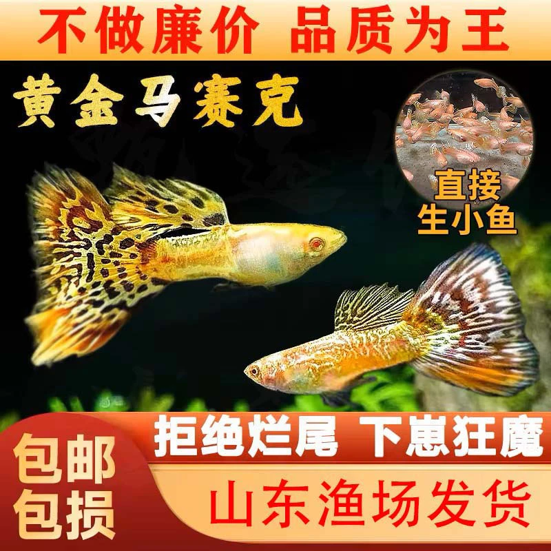 金老虎孔雀鱼黄金蕾丝热带小型观赏鱼淡水冷水好养耐活