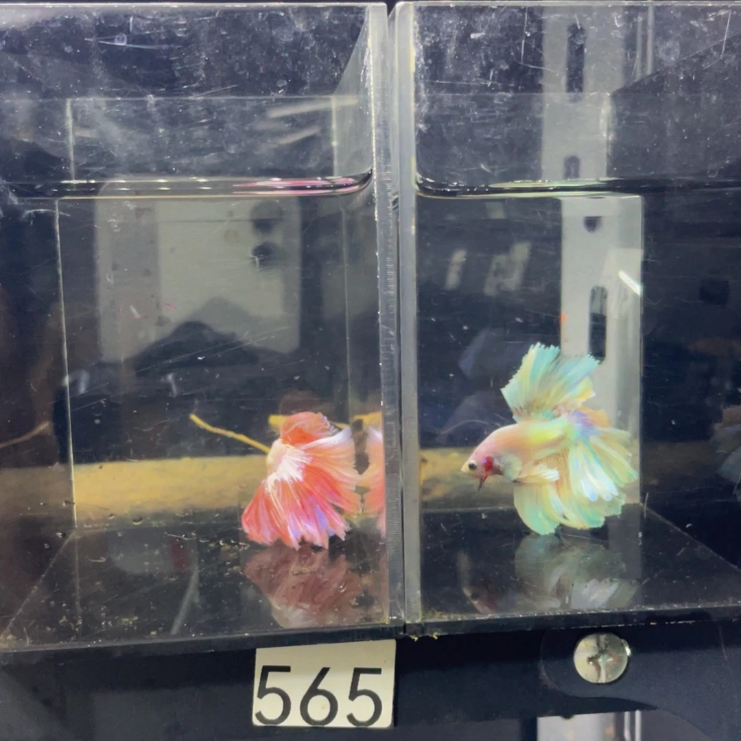 蓝口孵鱼Hahahahah 565