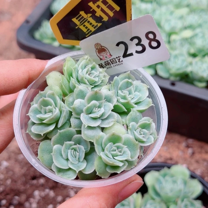 多肉植物多肉植物