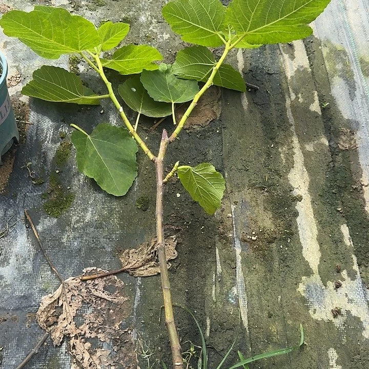 无花朵彩虹无花果