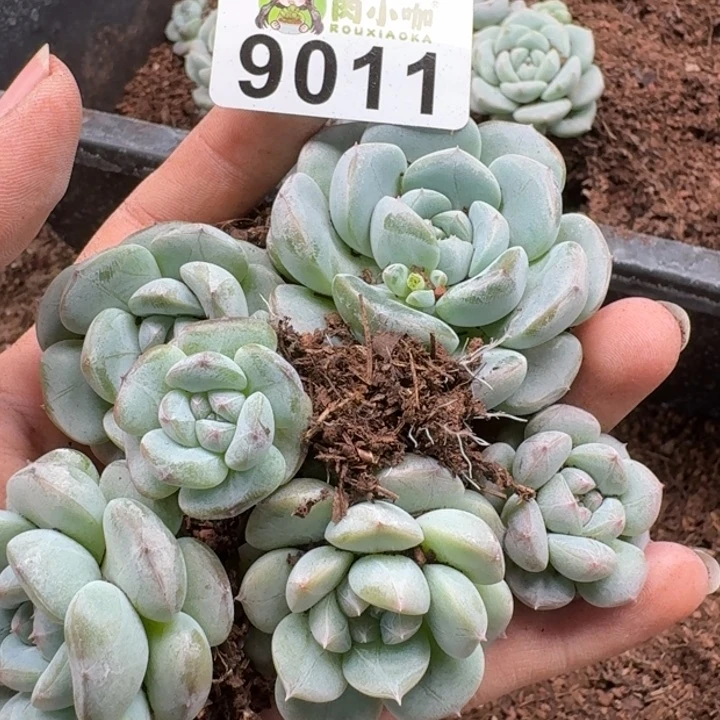 当前无花朵，栽培后可花朵多肉植物多肉植物