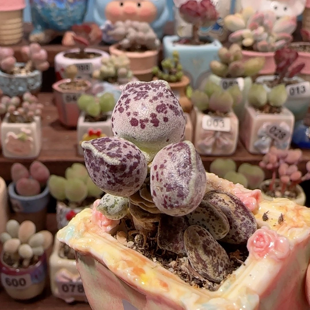 b***爱可爱胖猫耳 盆口2.5cm