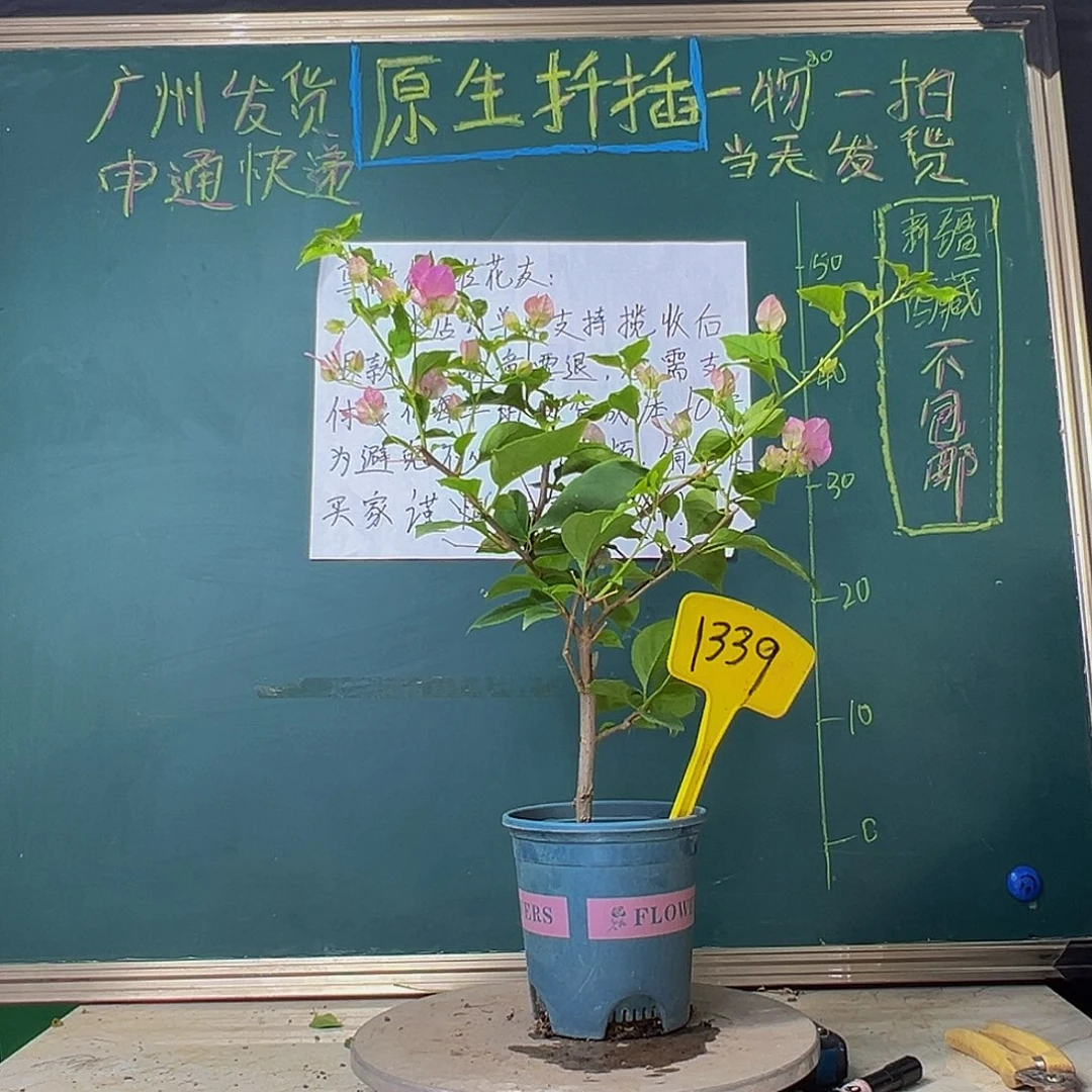 当前无花栽培后可以开花广红樱1339