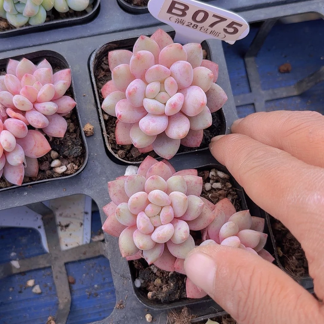 B075半夏一物一拍