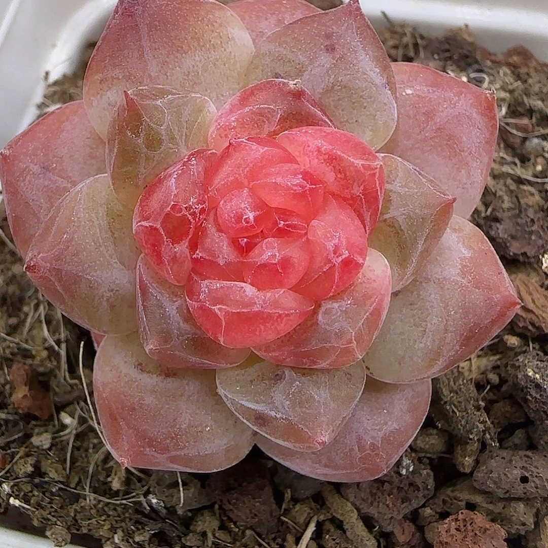 350 【满29包邮非偏远】