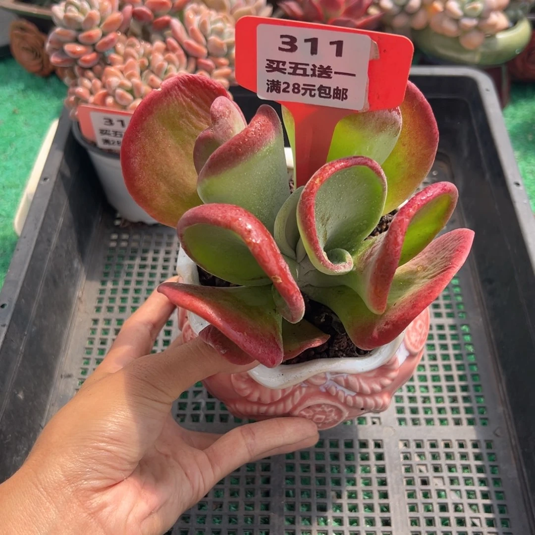 表妹精品多肉植物311.
