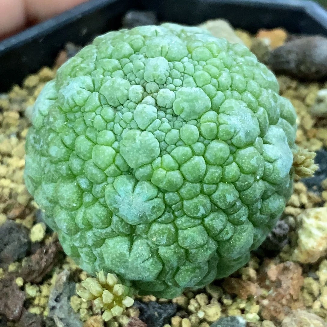 孤品实生特选株哥斯拉大尤凝蹄玉3.5cm