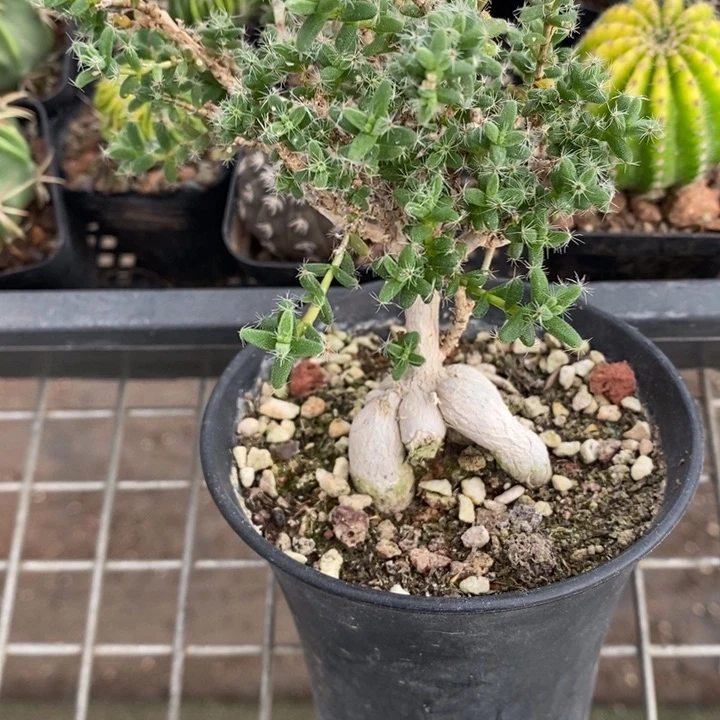 伯克利和格蕾纳等著名音乐