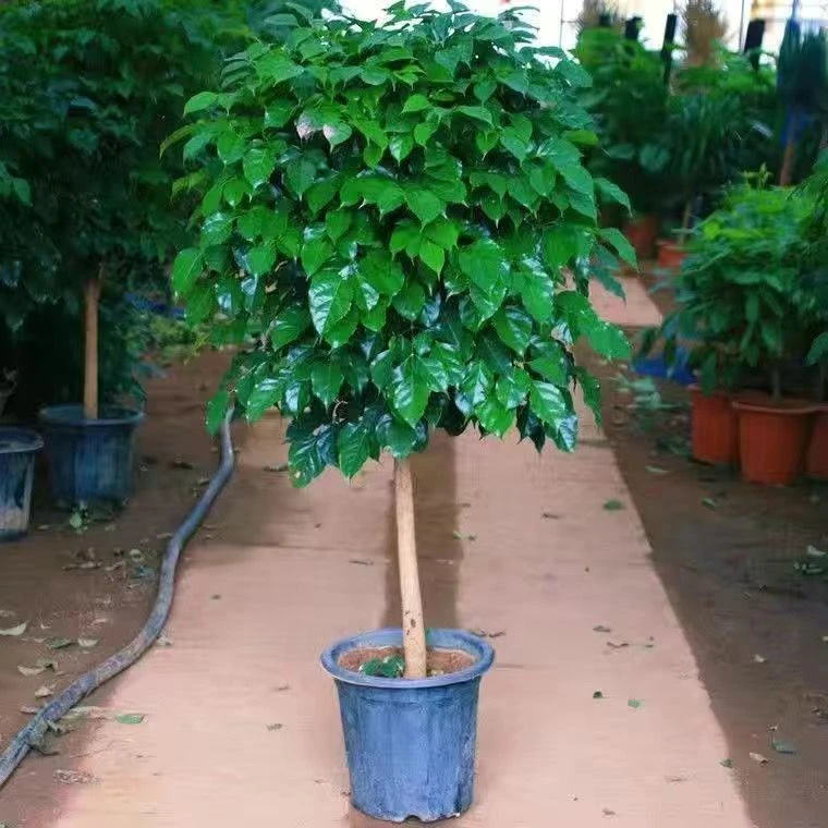 幸福树盆栽大型植物客厅净化空气室内甲醛北欧好养绿植棒棒糖绿宝
