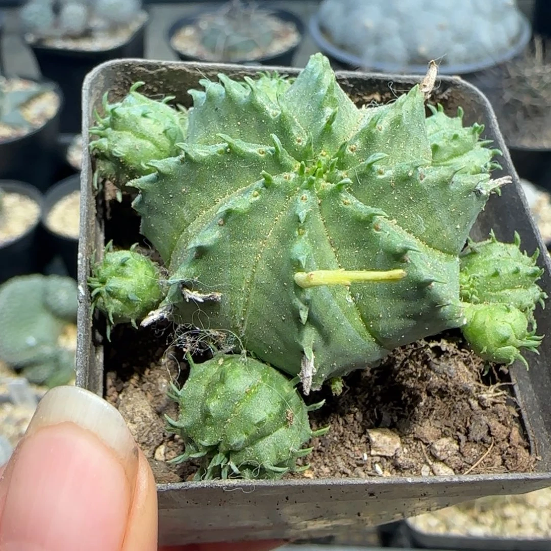 09实生贵青玉多肉