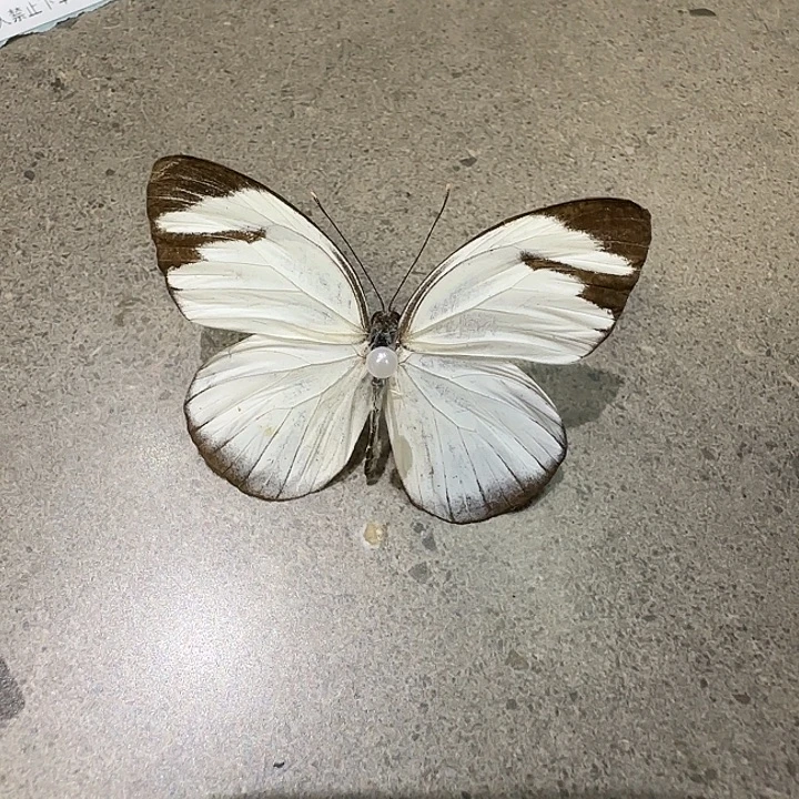 帕粉蝶蝴蝶标本专拍压棉