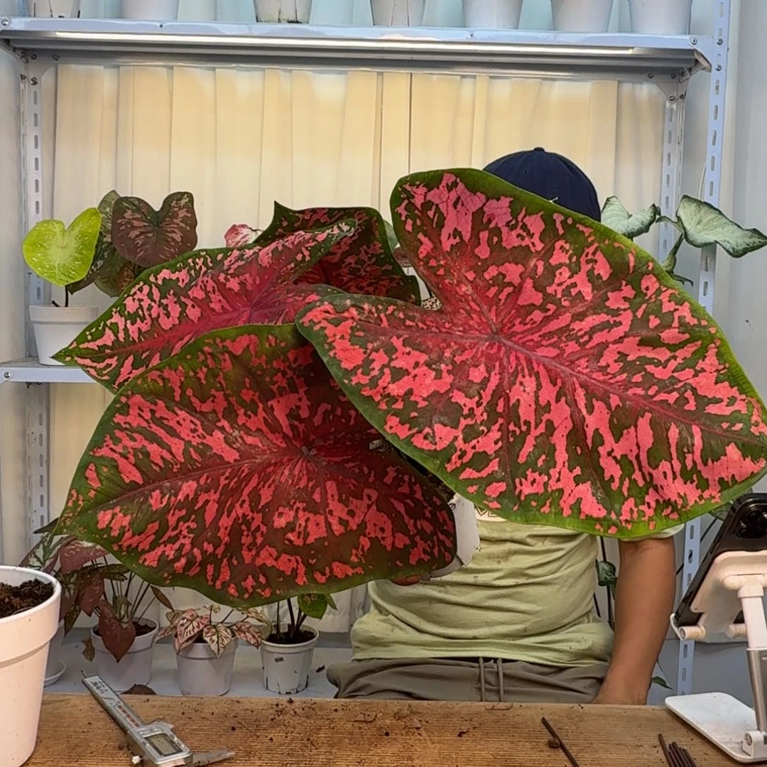 西***院无花朵粉红豹   1175