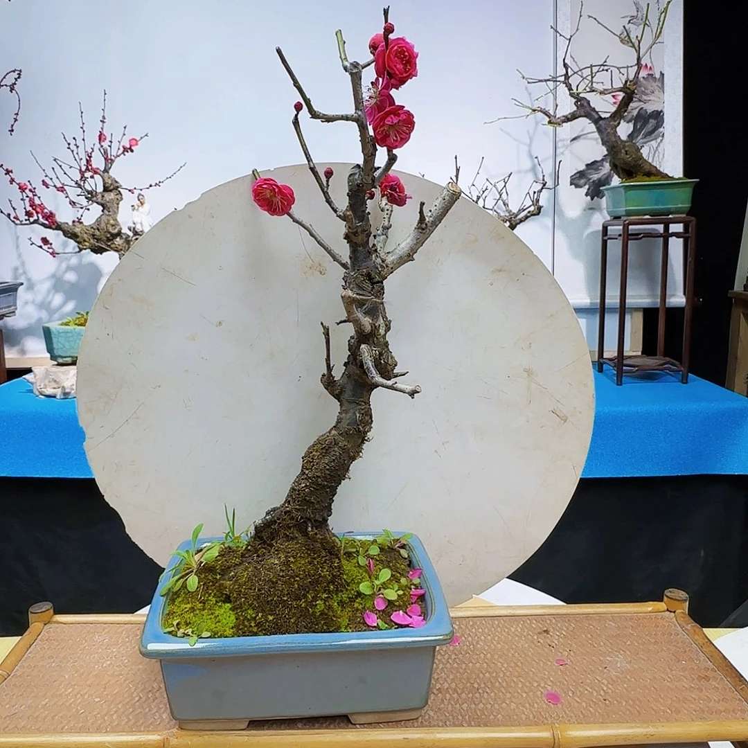 红陶牛**牛e f g h j k l