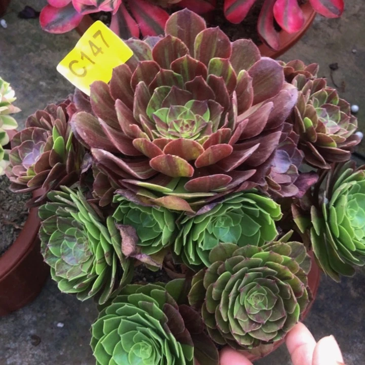 花月夜多肉1470000000000