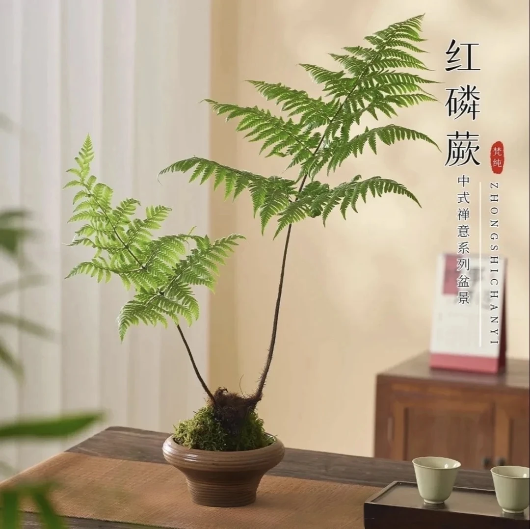 虹鳞蕨水培桩室内高端绿植浇水即活提升耳环意境