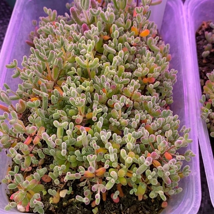 一**柚542混合切糕（十个品种）