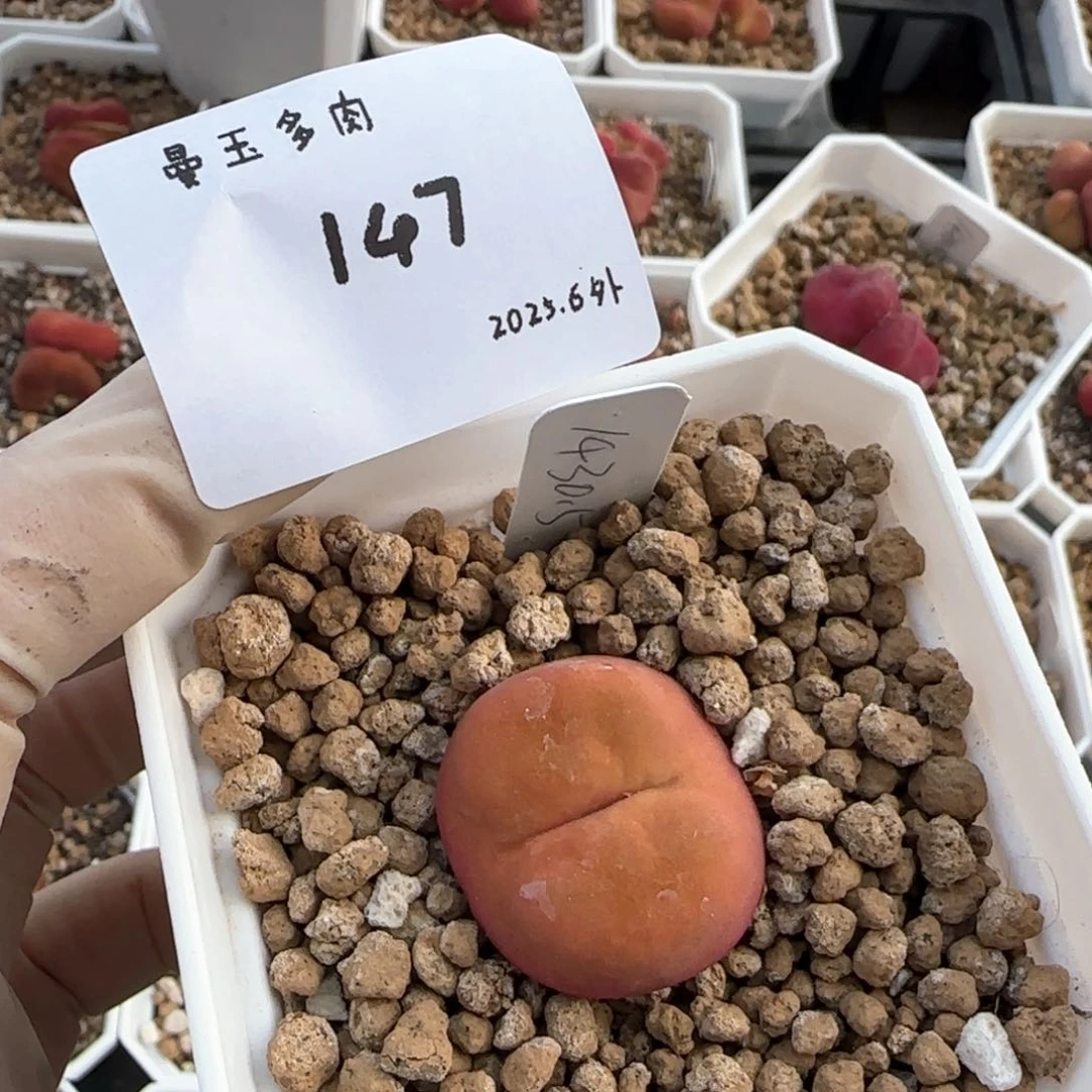 猫*多肉多肉多肉6.3-147