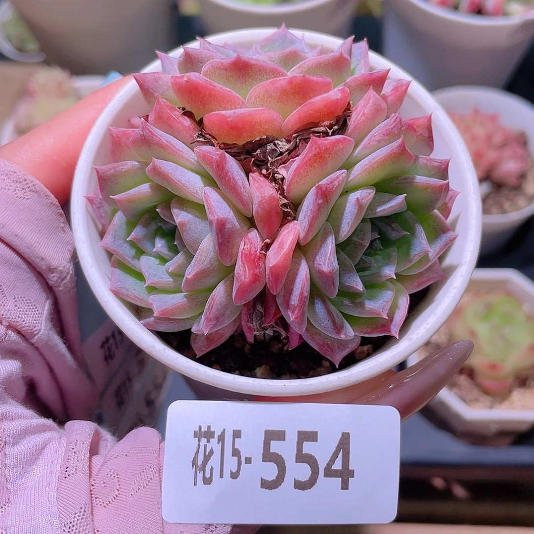 花利美15-554纯爱