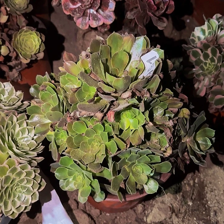 991香妃多肉植物不售后