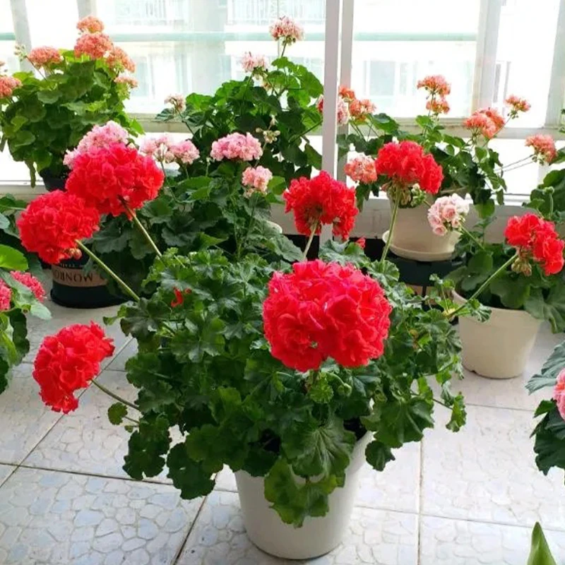 惠惠的花园 直立劳拉阿尔法 兽系红色大花球阳台庭院花卉