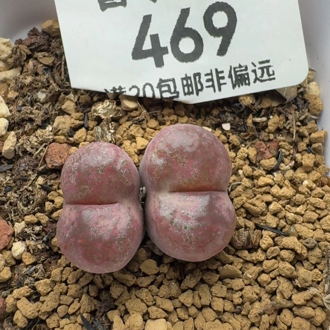 毛杂     带盆土