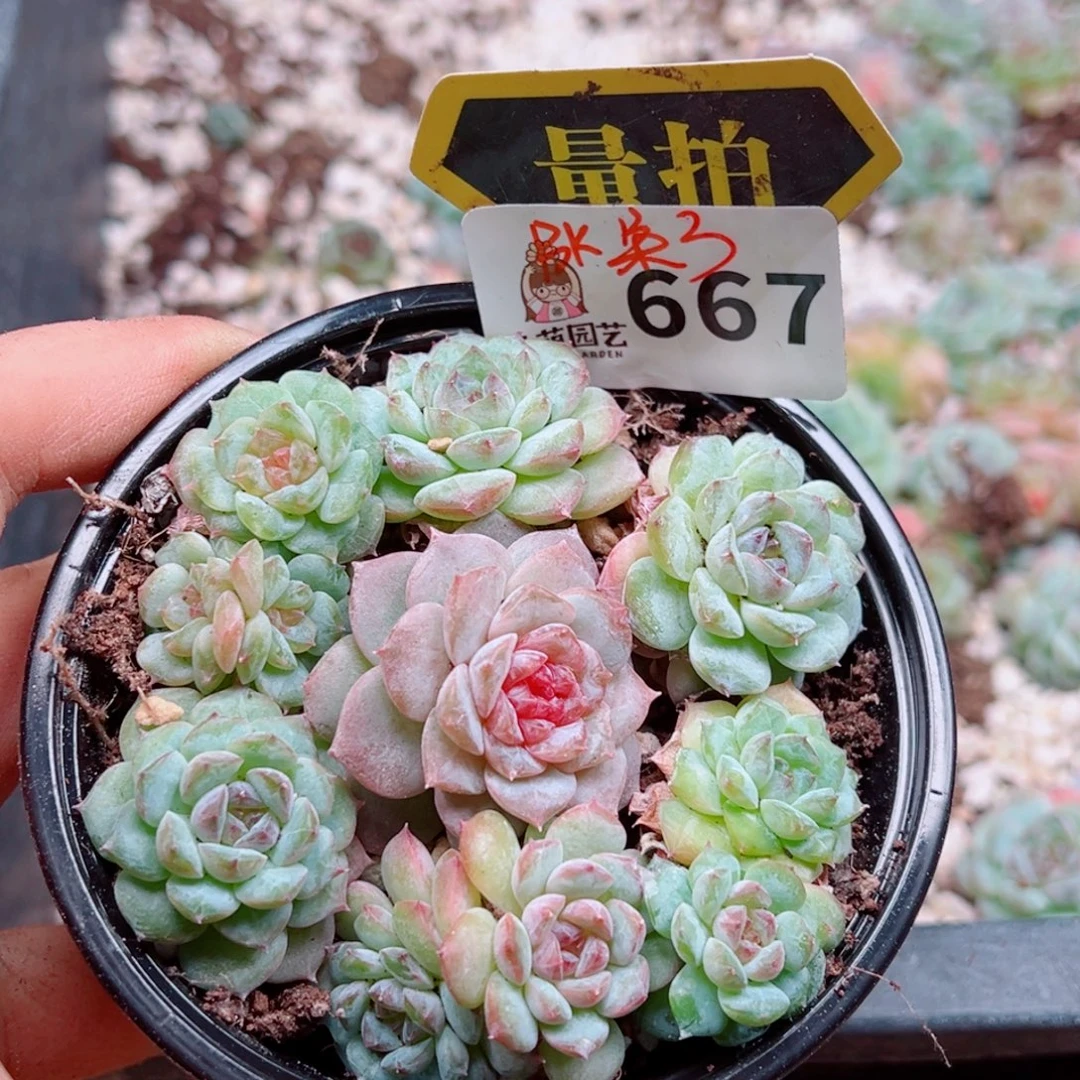 多肉植物多肉植物