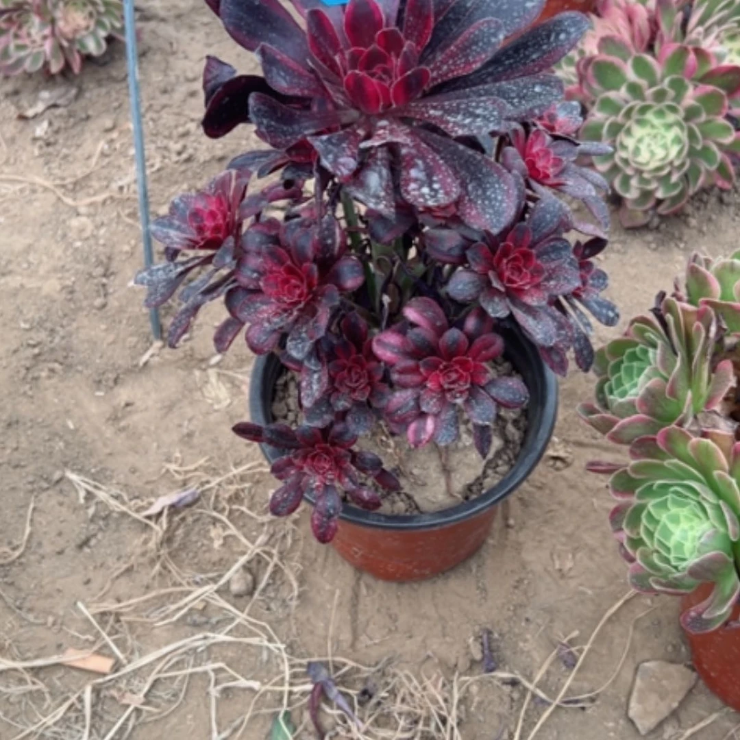 【闪购商品】焕*多肉植物香奶16