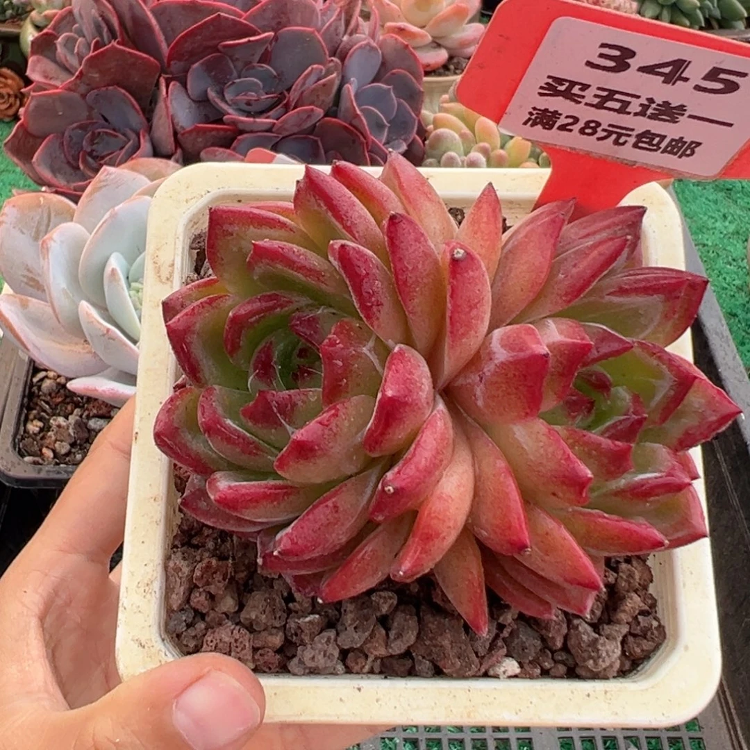 表妹精品多肉植物345.