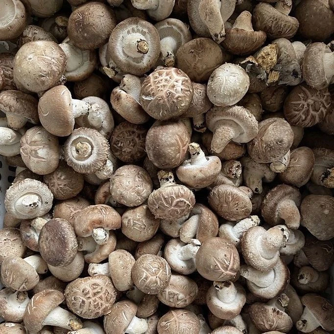 【乐乐专属】代收农家干货花菇