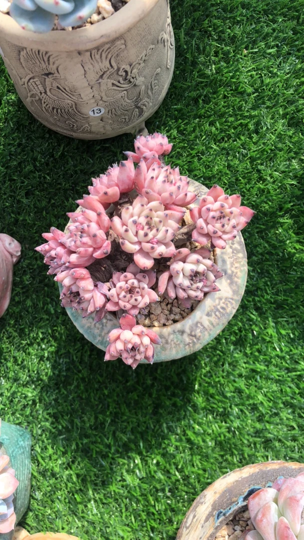 皮总专拍绿爪多肉