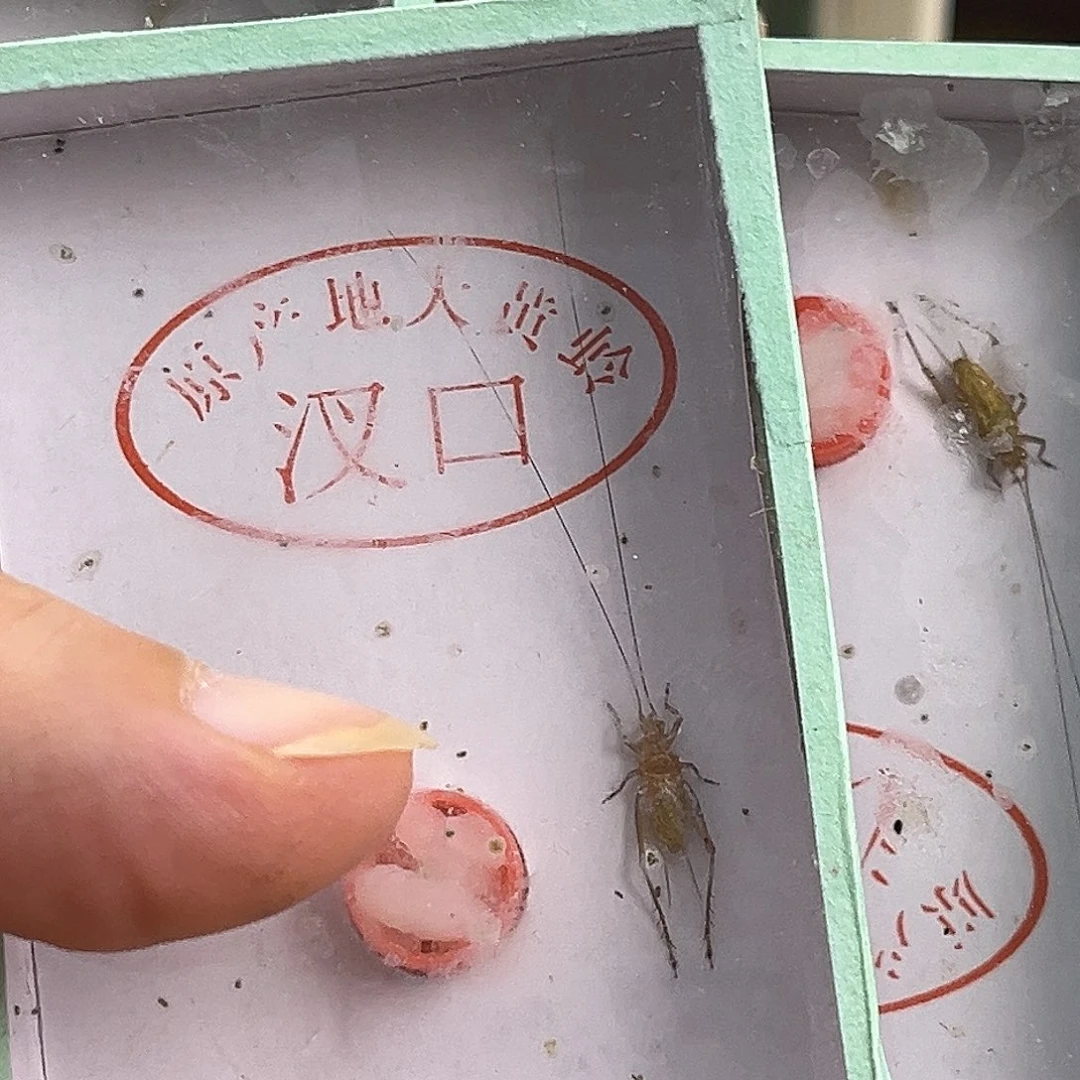 玩***事3条大黄铃哈哈哈哈哈哈哈哈