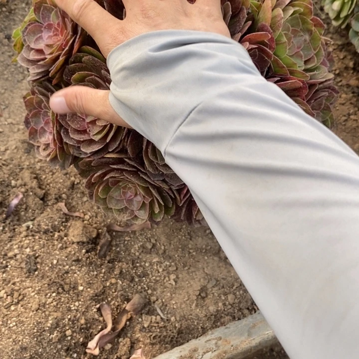 02467花月夜多肉植物