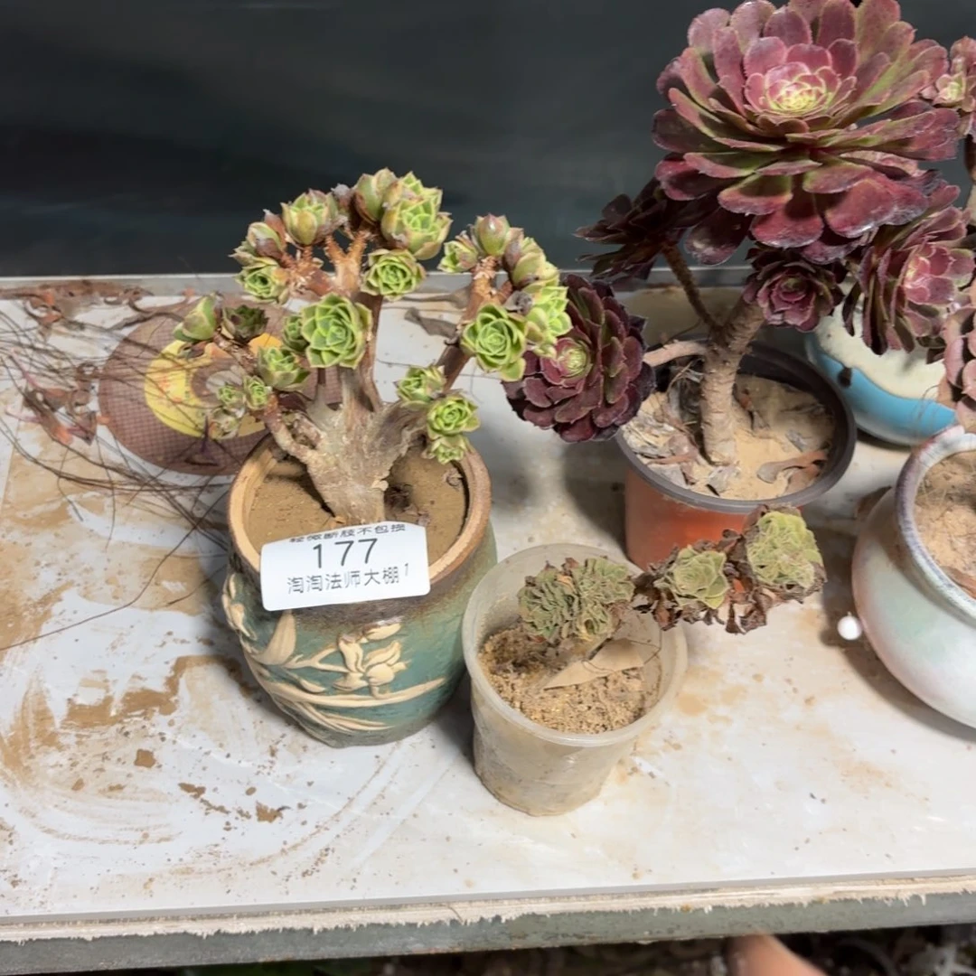 177奶白朵朵缀多肉植物