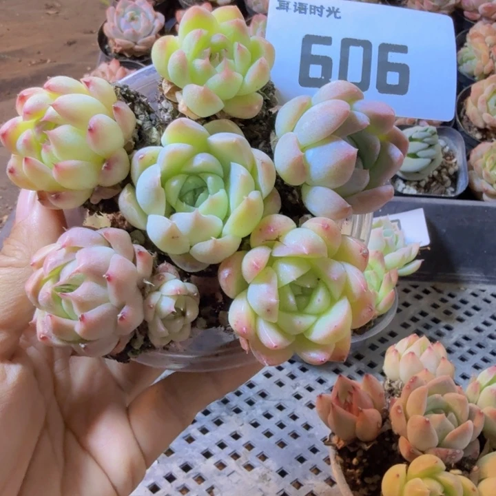 606.qqqqqqqqqqwq