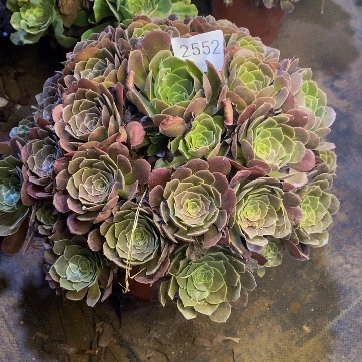 荷兰玫瑰多肉断头不包2552