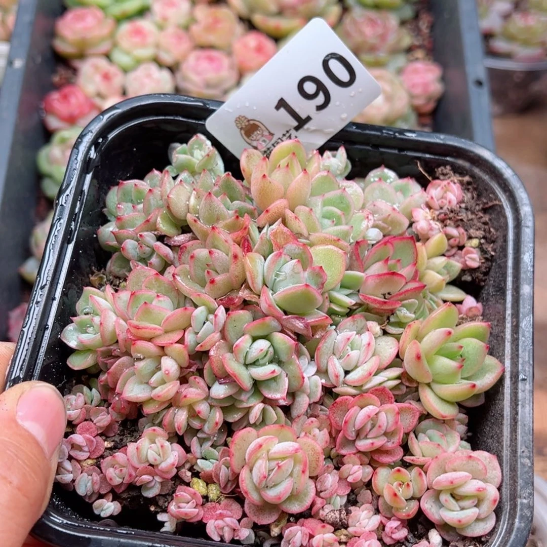 多肉植物多肉植物