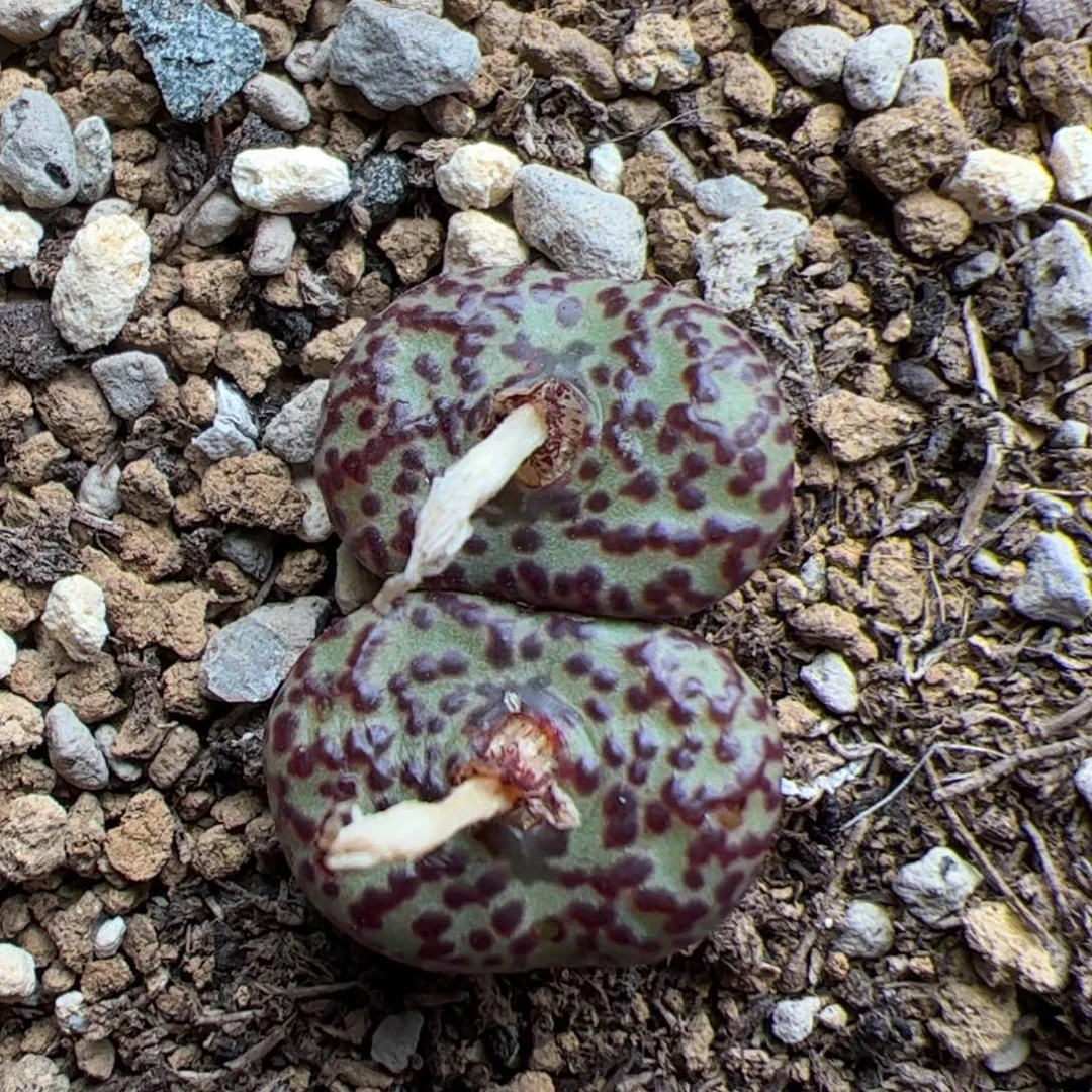 0184号安贞 多肉植物