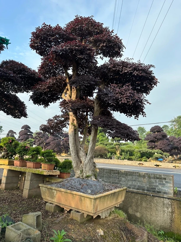 红花继木树桩庭院造型盆景四季户外绿化植物