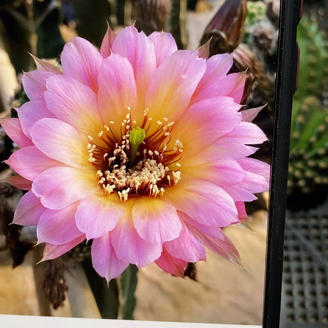 彩感恩无根侧芽歪