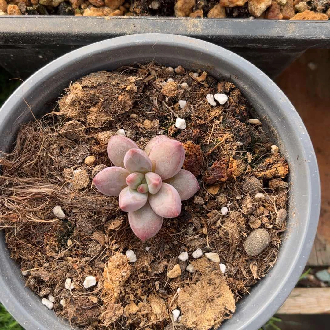 多肉植物多肉植物
