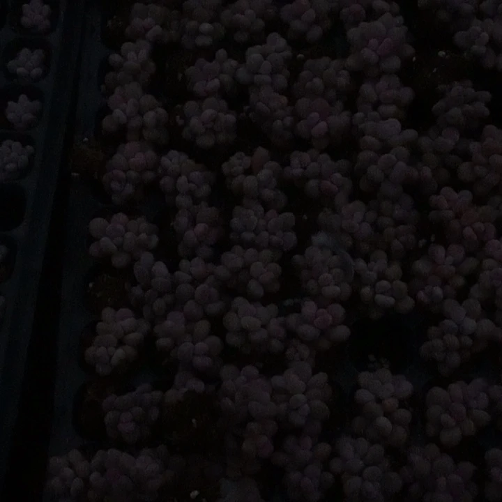 布鲁兰雪花韩版奶茶（芭比4糖果4蛋黄4海豹4樱桃双4象牙群4