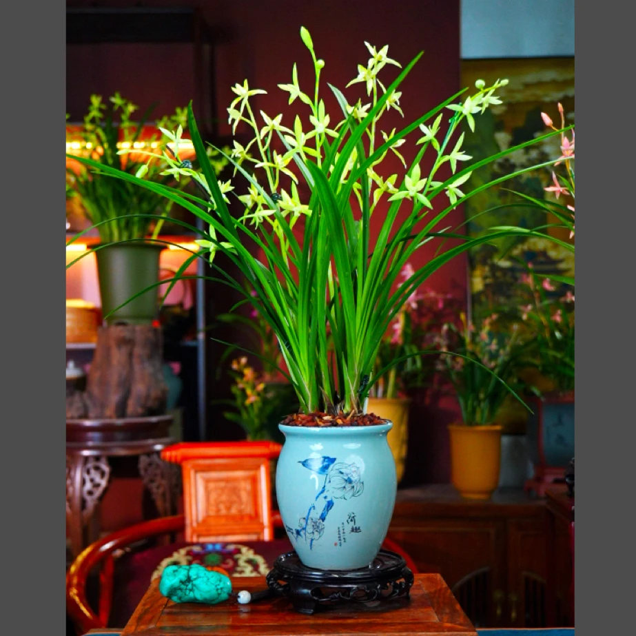 兰花 建兰 [漓江雪]景德镇陶瓷花盆 室内外浓香型