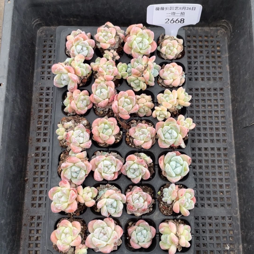 薇薇安园艺多肉2668