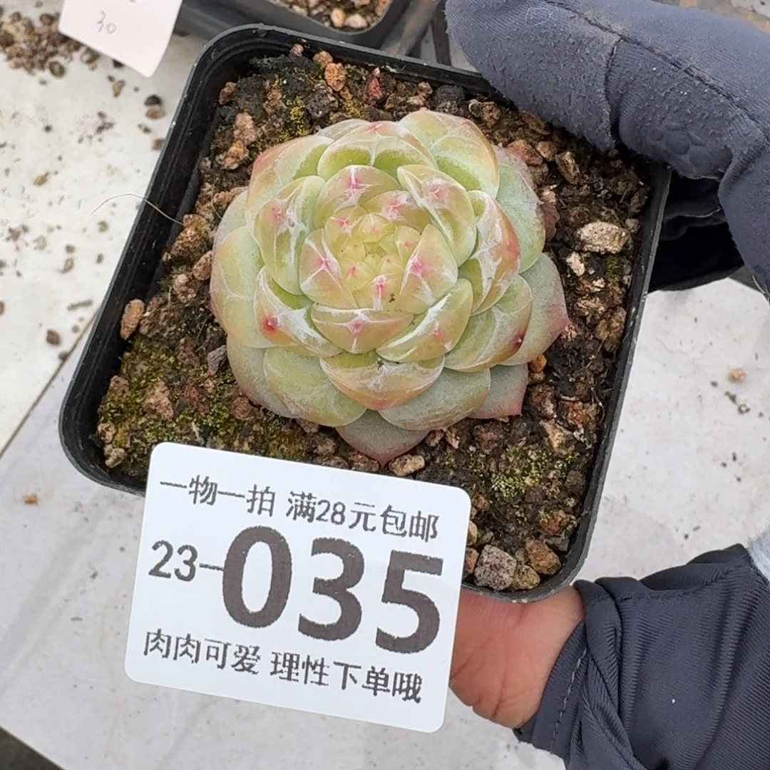 玉钻无盆土发货无